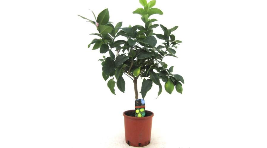 citromfa vásárlás