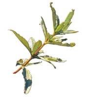 balzsamos szuhar olaj